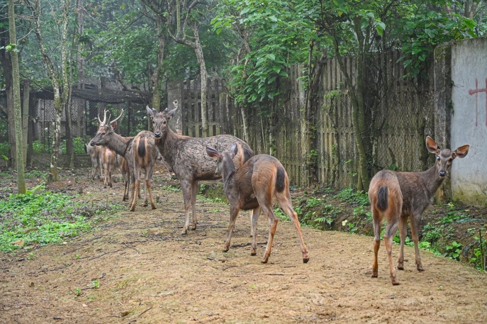 Explore the incredibly rich biodiversity of Cuc Phuong at the Rescue Center, Turtle Conservation Program
